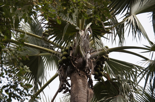 Ake Assi's palmyra palm (Borassus akeassii)