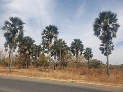 Ake Assi's palmyra palm (Borassus akeassii)