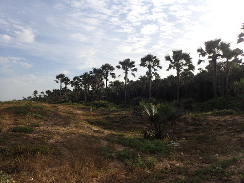 Ake Assi's palmyra palm (Borassus akeassii)