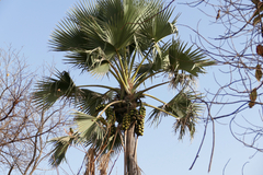 Ake Assi's palmyra palm (Borassus akeassii)
