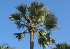 Ake Assi's palmyra palm (Borassus akeassii)