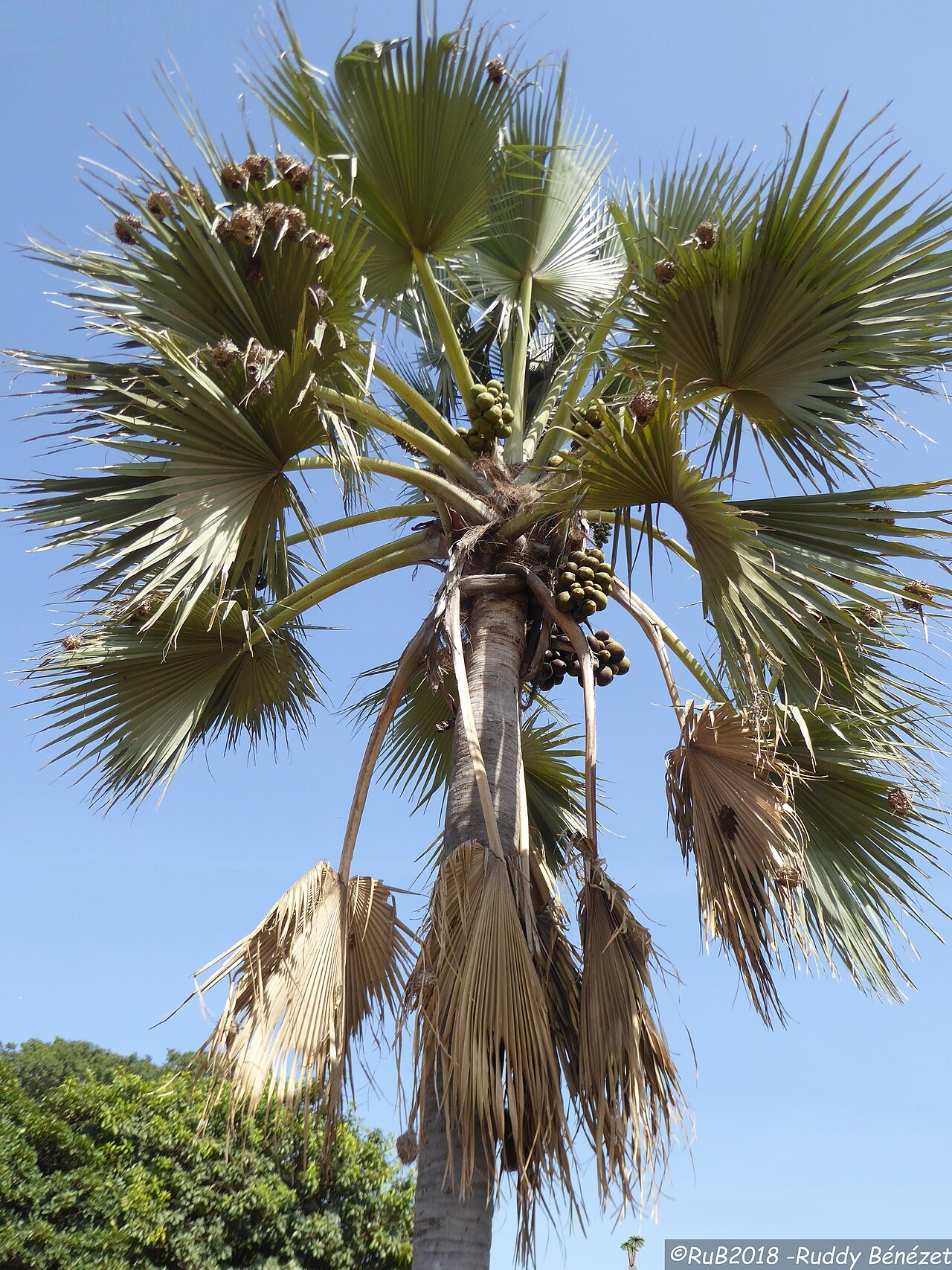 Ake Assi's palmyra palm: Borassus akeassii en Casamance au Sénégal , fruits et Nids de Tisserin