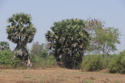 Toddy palm (Borassus flabellifer)
