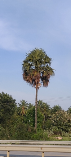 Toddy palm (Borassus flabellifer)