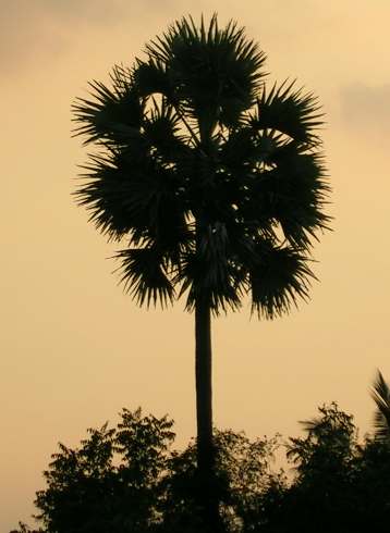 Toddy palm: Borassus flabellifer silhouette Foothills of Palni hills, Tamil Nadu. Photograph by L. Shyamal, 2006