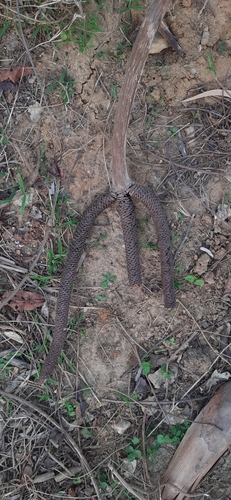 Toddy palm (Borassus flabellifer)