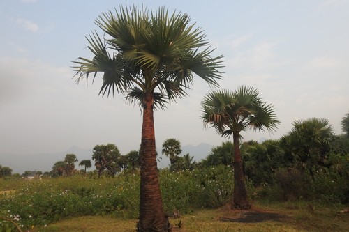 Toddy palm (Borassus flabellifer)