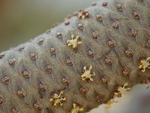 Toddy palm (Borassus flabellifer)