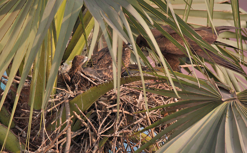 Toddy palm: Black Kite Milvus migrans in Kolkata , West Bengal , India .