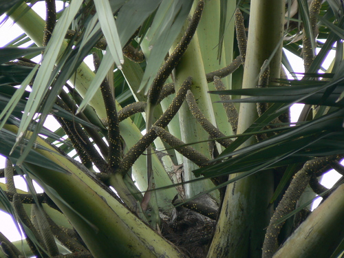 Toddy palm (Borassus flabellifer)