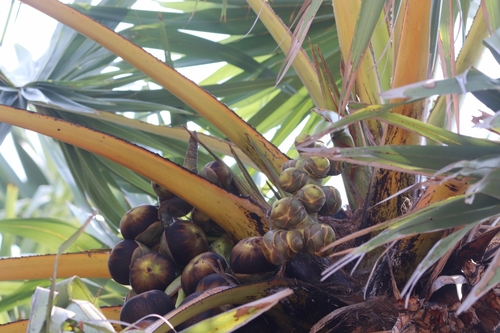 Toddy palm (Borassus flabellifer)