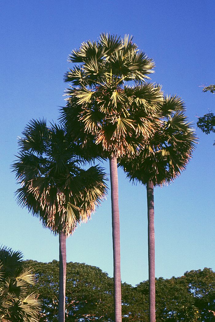 Toddy palm: Borassus flabellifer , Palmen (Arecaceae) - Kambodscha/Cambodia, Angkor Wat