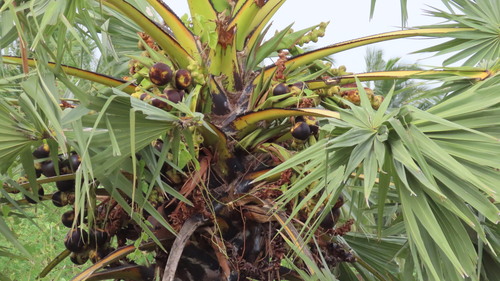 Toddy palm (Borassus flabellifer)