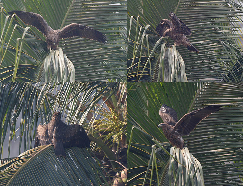 Toddy palm: Black Kite Milvus migrans in Kolkata , West Bengal , India .