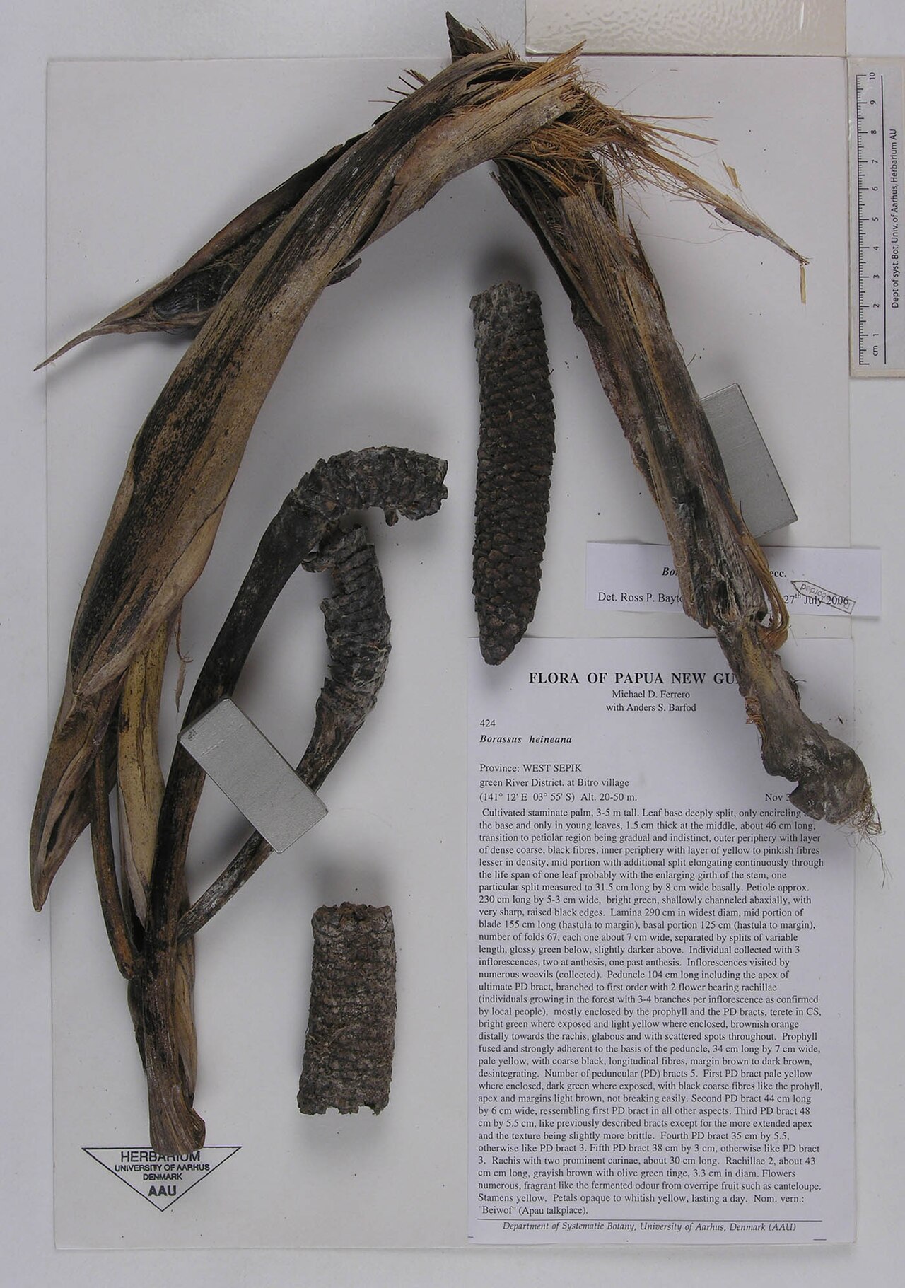 Papua New Guinea palm tree: PreservedSpecimen of "Borassus heineanus" Becc. from Aarhus University