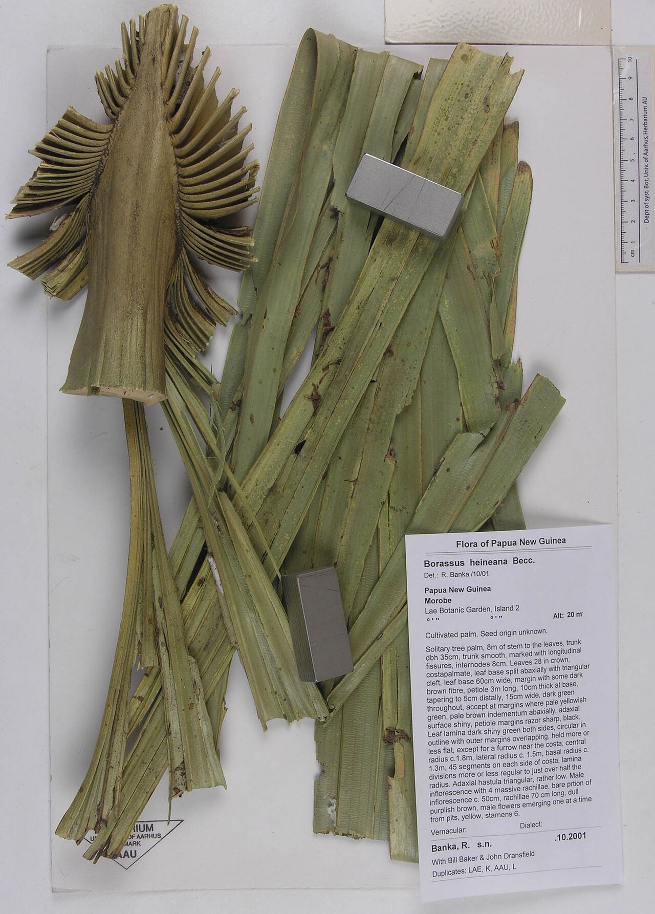 Papua New Guinea palm tree: PreservedSpecimen of "Borassus heineanus" Becc. from Aarhus University