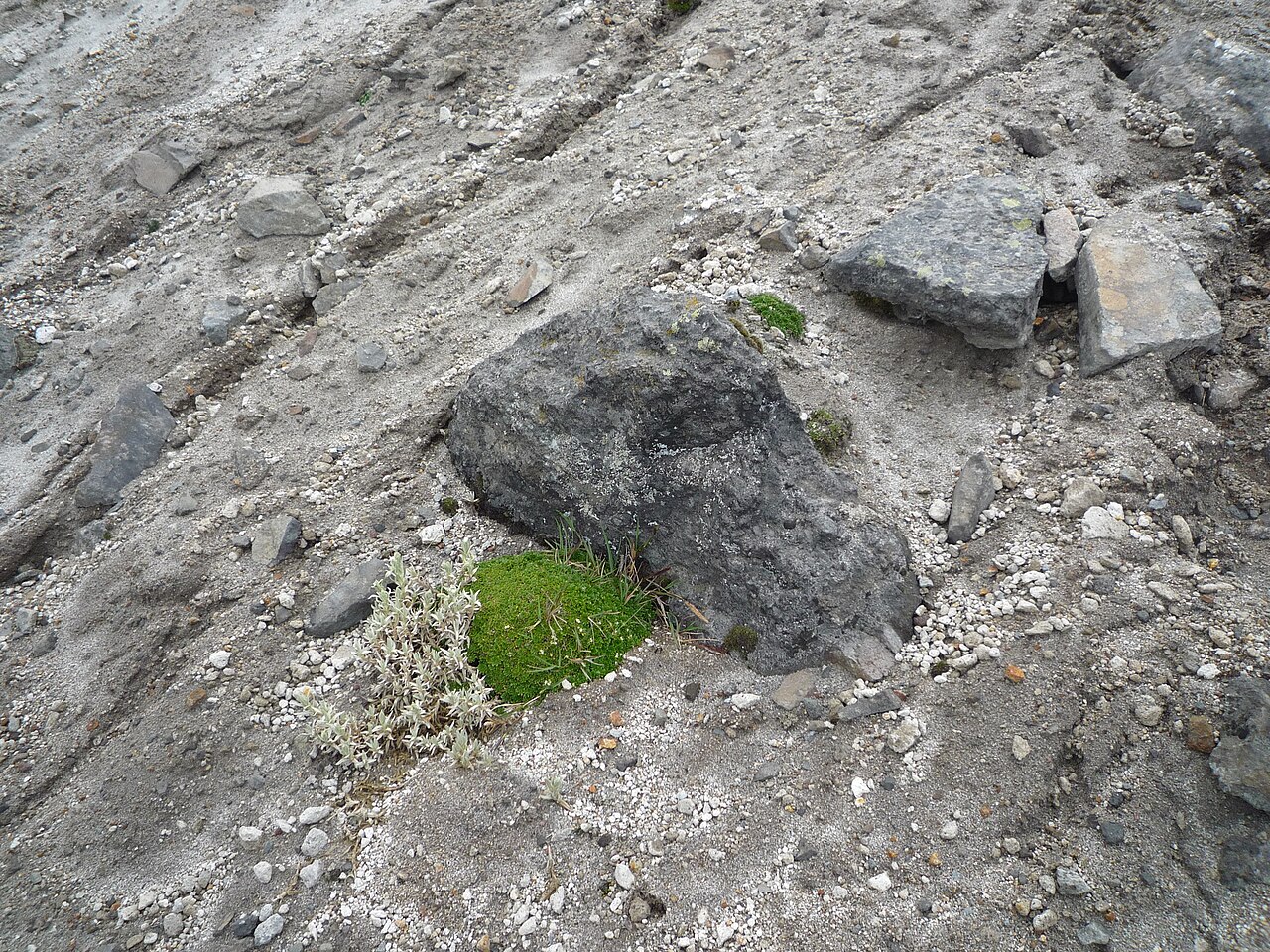 Borealandea nubigena: Eudema nubigena