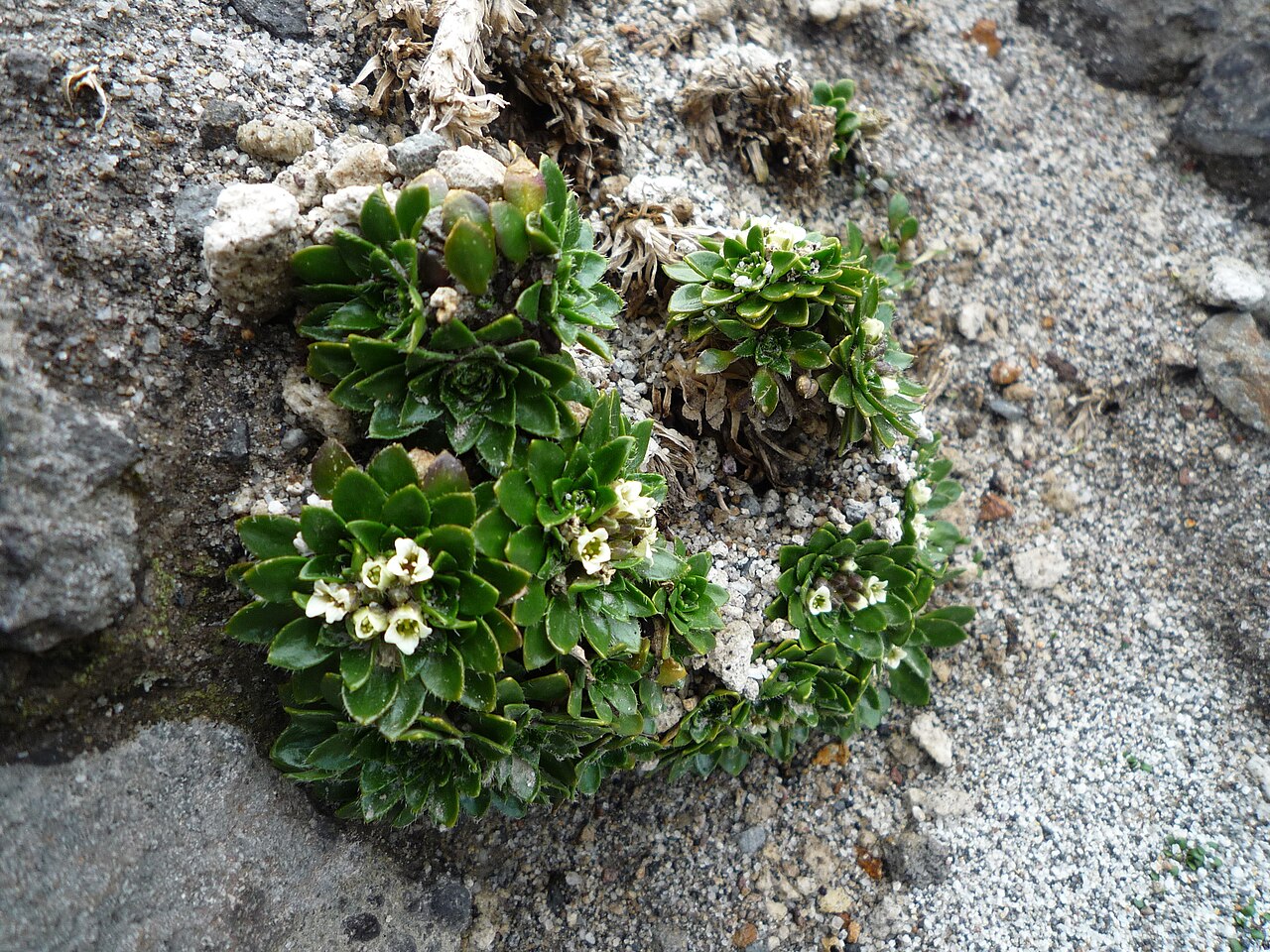Borealandea nubigena: Eudema nubigena