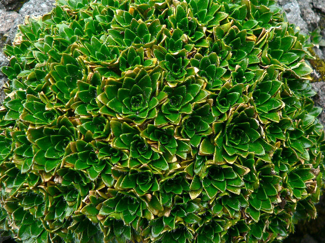 Borealandea nubigena: Eudema nubigena