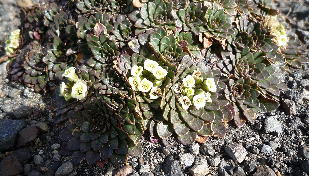 Borealandea nubigena: Eudema nubigena