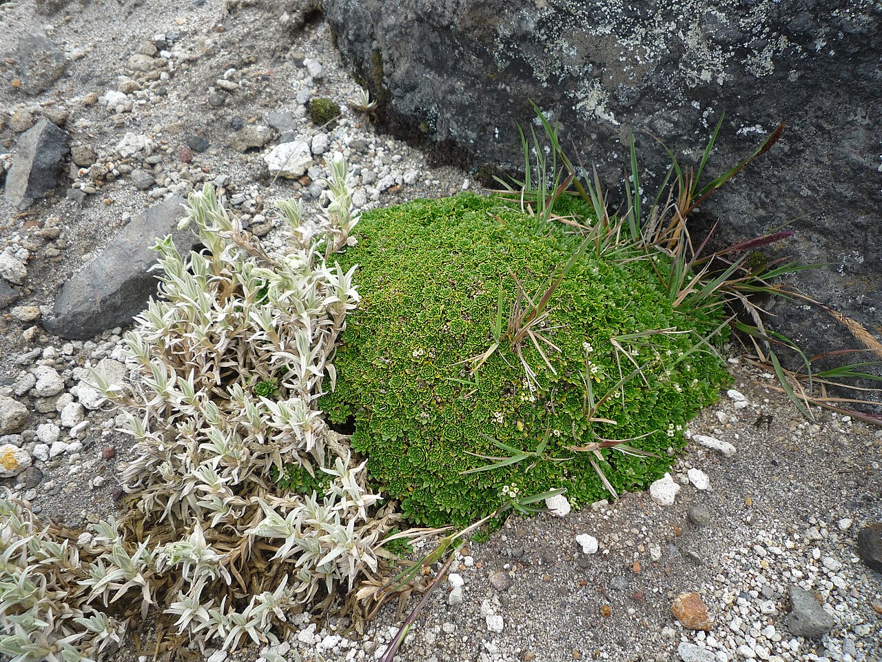 Borealandea nubigena: Eudema nubigena