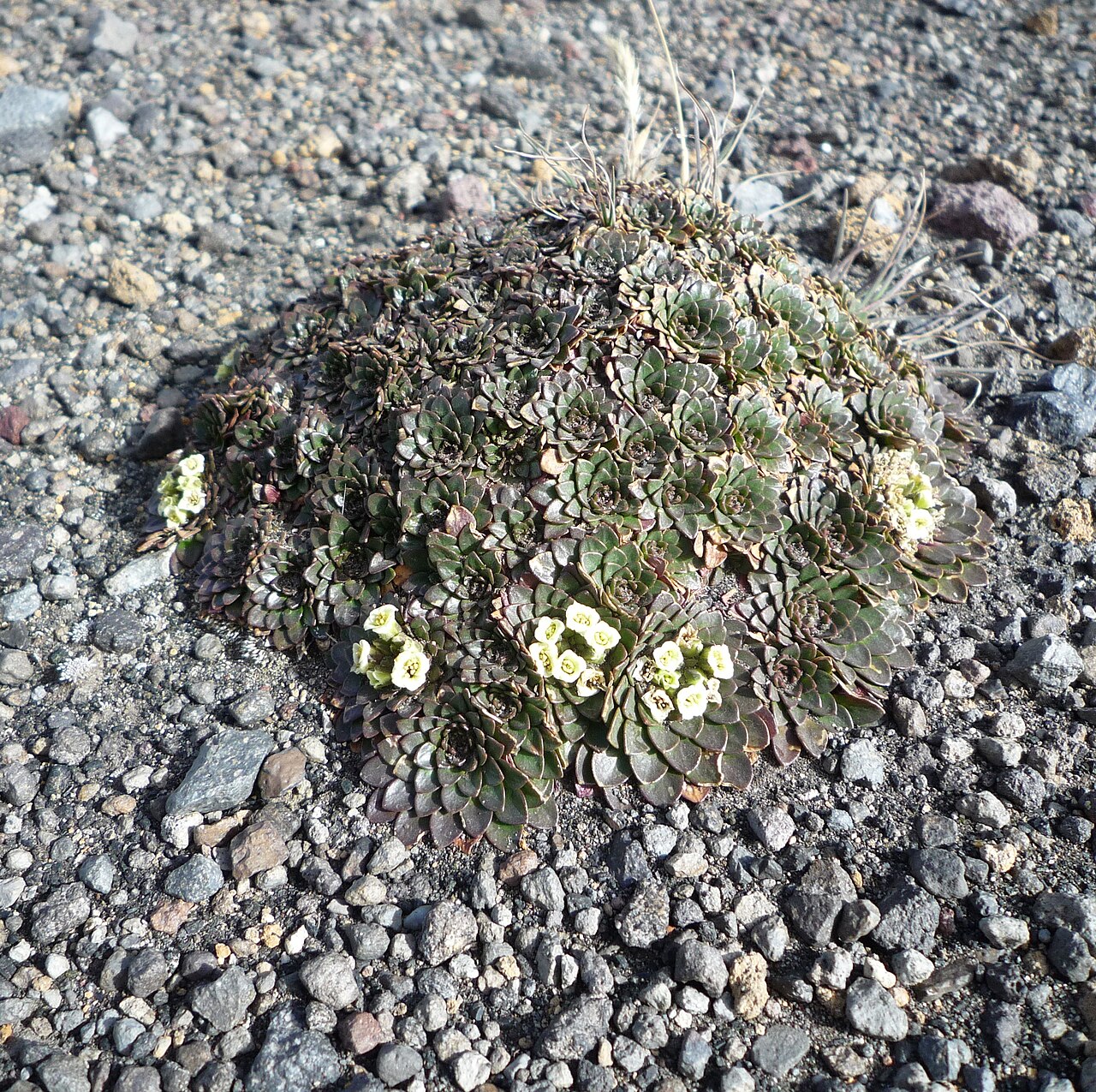 Borealandea nubigena: Photo of Eudema nubigena uploaded from iNaturalist .