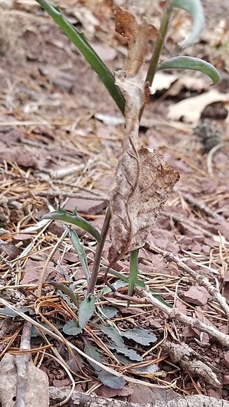 Borodinia burkii: Burk's Smooth Rockcress (Borodinia burkii). Species of plant.