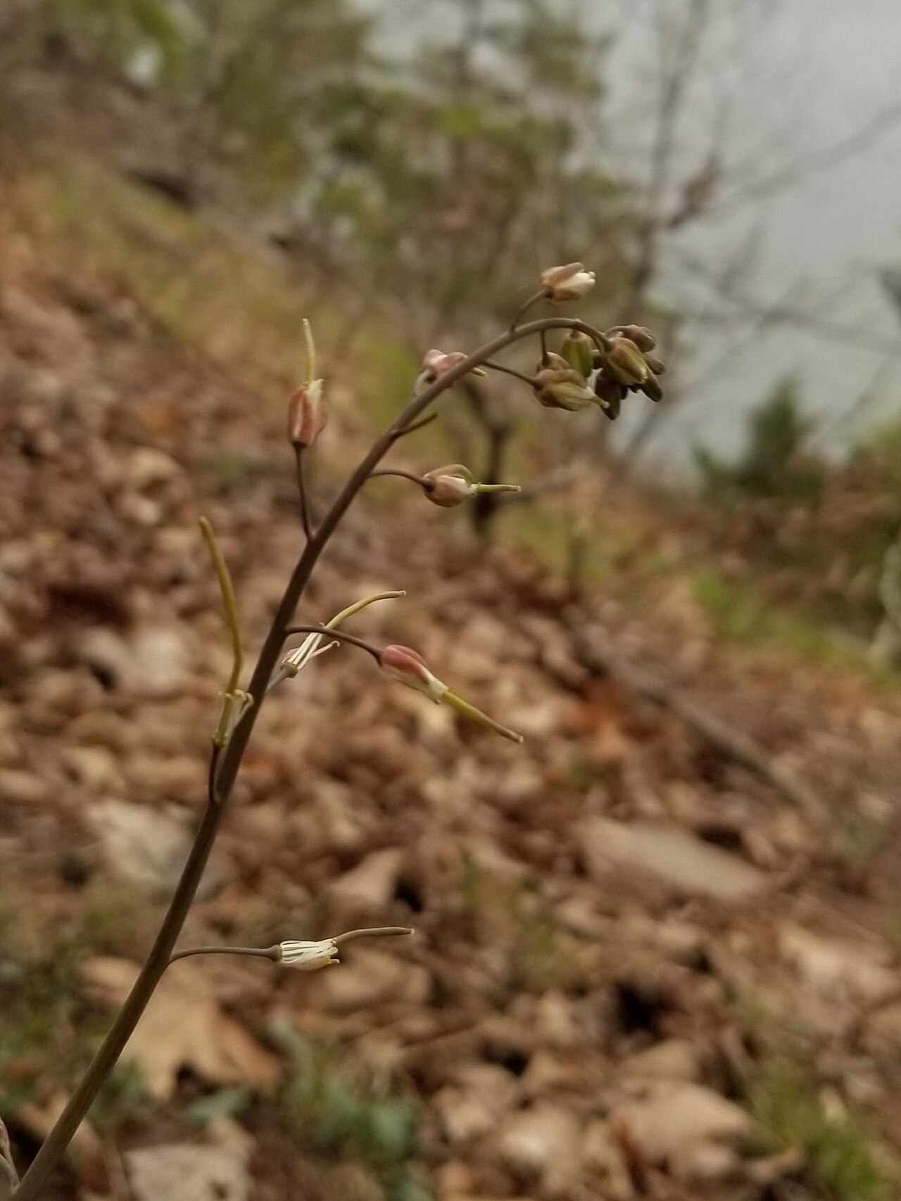 Borodinia burkii: Burk's Smooth Rockcress (Borodinia burkii). Species of plant.