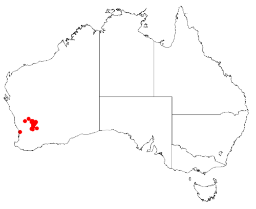 Barbalin boronia: Boronia adamsiana Occurrence data from Australasian Virtual Herbarium downloaded 8 April 2019 using DOI https://doi.org/10.26197/5caadda633168