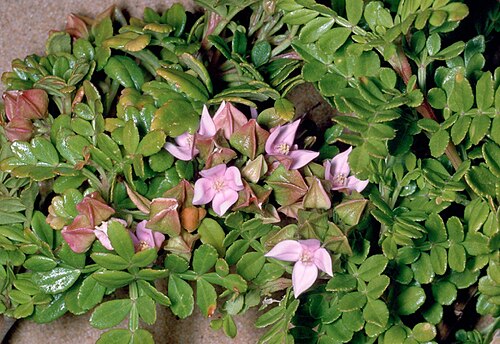 Boronia alata: Foliage and flowers of Boronia alata at Cape Naturaliste area, west side of Cape