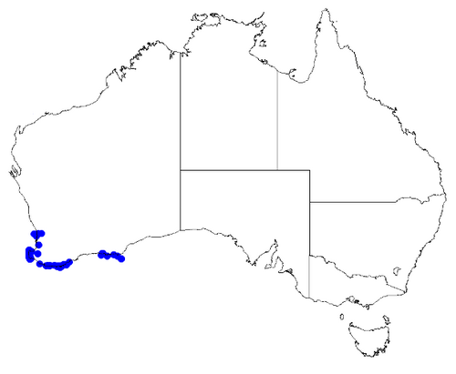 Boronia alata: Boronia alata occurrence data downloaded from Australasian Virtual Herbarium 10 April 2019 using doi: https://doi.org/10.26197/5cacda08e37d9 This download inclu