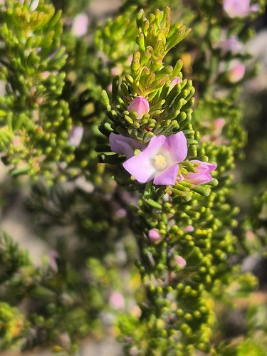 Boronia albiflora (Boronia albiflora)