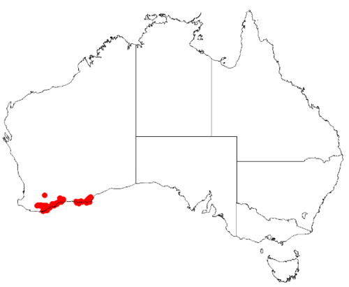 Boronia albiflora: Boronia albifloraOccurrence data from Australasian Virtual Herbarium downloaded 8 April 2019 using DOI https://doi.org/10.26197/5caadda633168