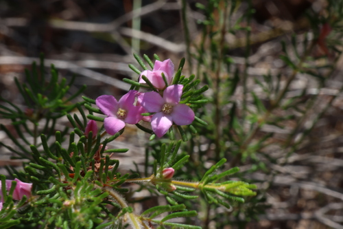 Boronia albiflora (Boronia albiflora)
