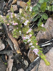 Boronia albiflora (Boronia albiflora)