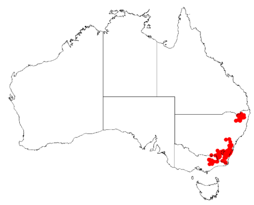Boronia algida: Boronia algidaOccurrence data from Australasian Virtual Herbarium downloaded 8 April 2019 using DOI https://doi.org/10.26197/5caadda633168
