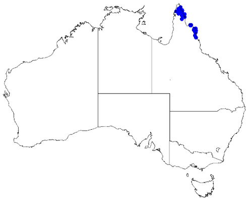 Boronia alulata: Boronia alulata occurrence data downloaded from Australasian Virtual Herbarium 10 April 2019 using doi: https://doi.org/10.26197/5cacda08e37d9 This download inc