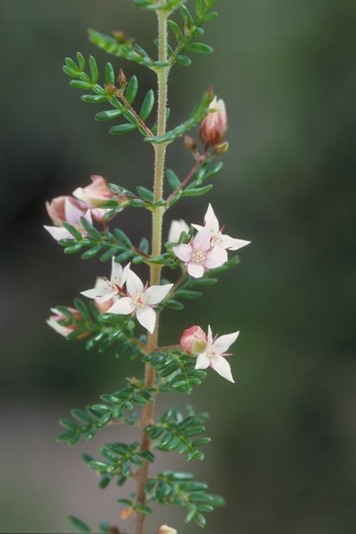 Boronia alulata: Flowers and foliage of Boronia alulata