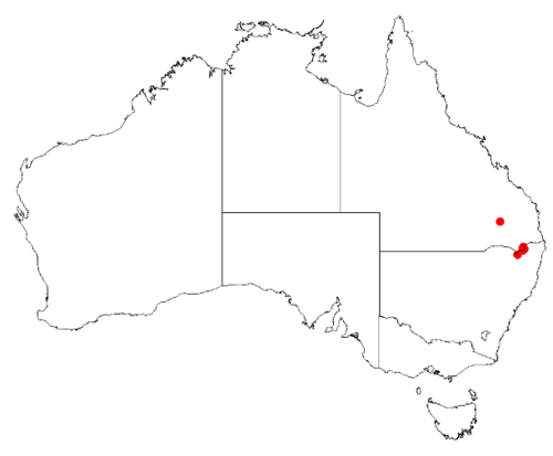 Boronia amabilis: Boronia amabilis Occurrence data from Australasian Virtual Herbarium downloaded 8 April 2019 using DOI https://doi.org/10.26197/5caadda633168