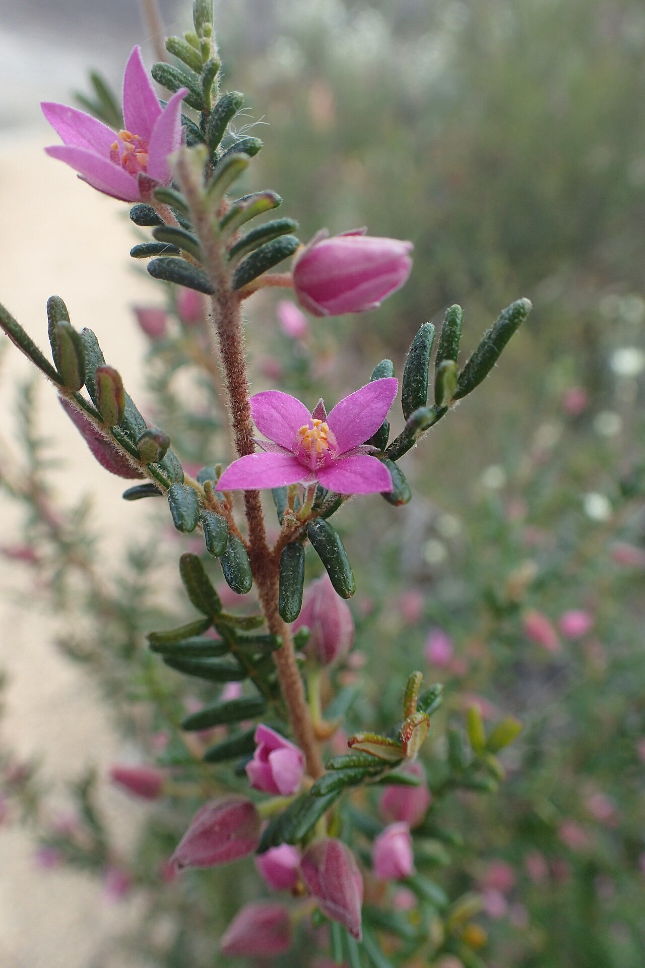 Boronia amabilis: Boronia amabilis in Girraween National Park