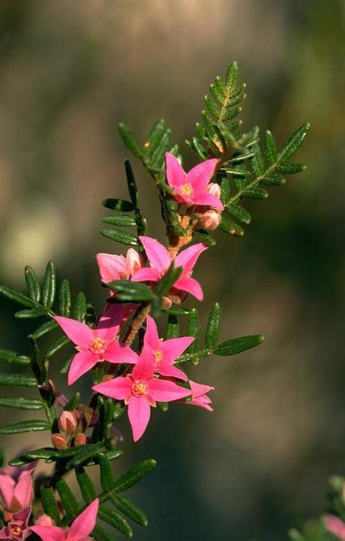 Boronia amabilis: Flowers and foliage of Boronia amabilis in Girraween National Park