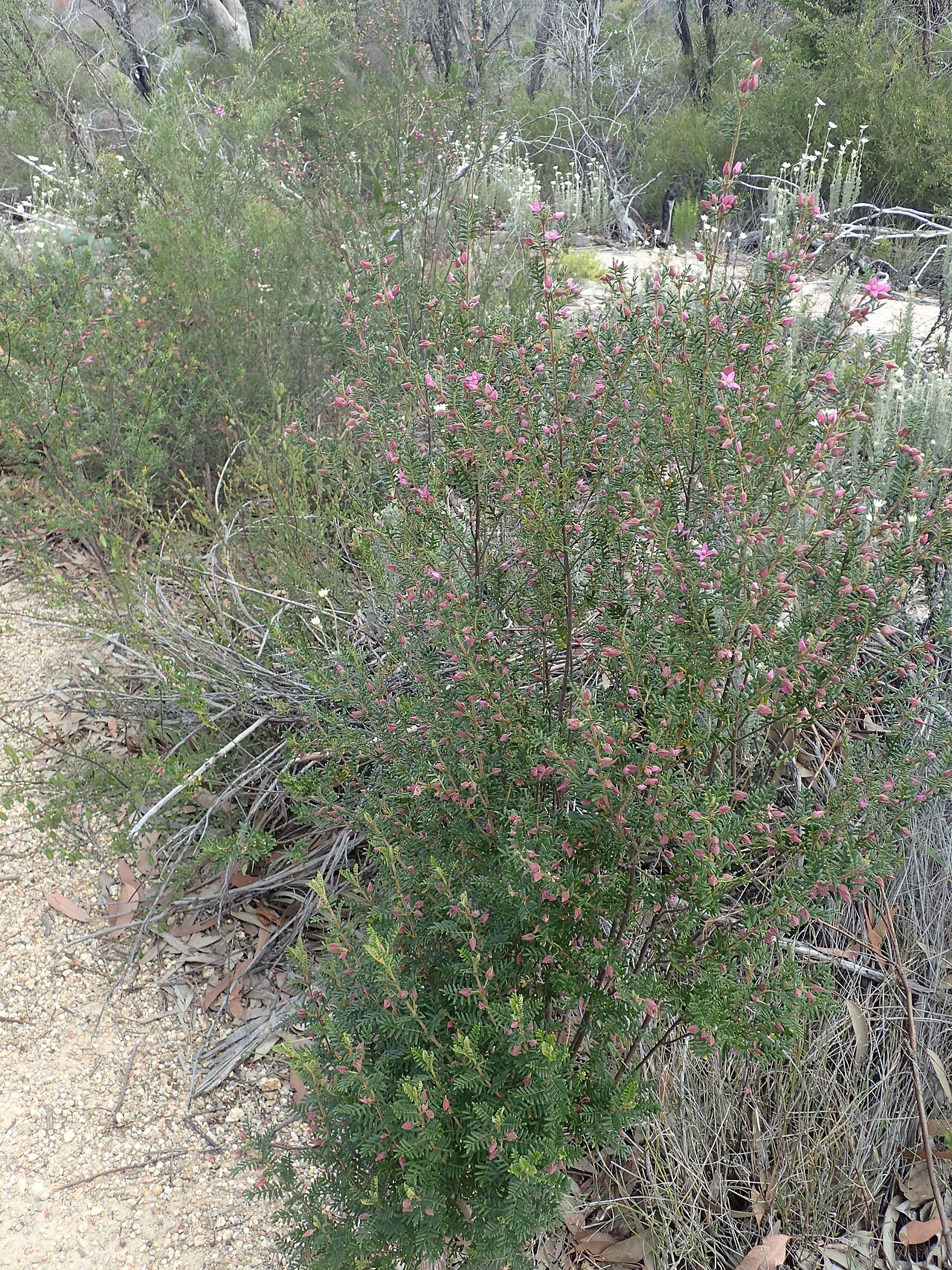 Boronia amabilis: Boronia amabilis habit in Girraween National Park