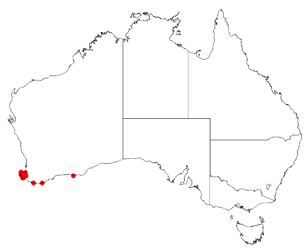 Boronia anceps: Boronia anceps Occurrence data from Australasian Virtual Herbarium downloaded 8 April 2019 using DOI https://doi.org/10.26197/5caadda633168