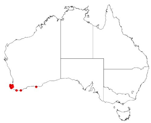 Boronia anceps: Boronia anceps Occurrence data from Australasian Virtual Herbarium downloaded 8 April 2019 using DOI https://doi.org/10.26197/5caadda633168