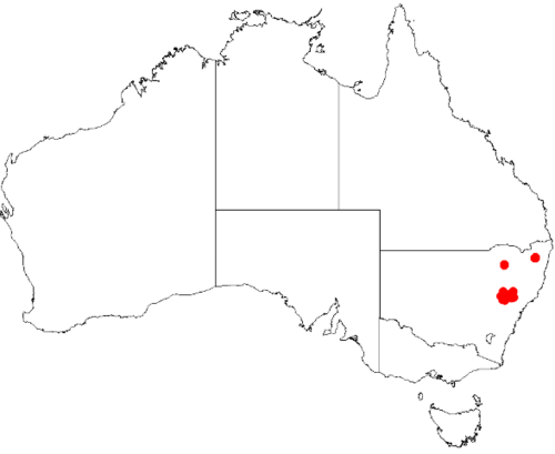 Boronia angustisepala: Boronia angustisepala Occurrence data from Australasian Virtual Herbarium downloaded 8 April 2019 using DOI https://doi.org/10.26197/5caadda633168