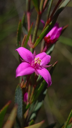 Boronia barkeriana (Boronia barkeriana)