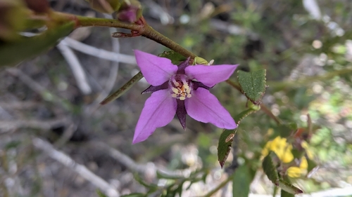Boronia barkeriana (Boronia barkeriana)