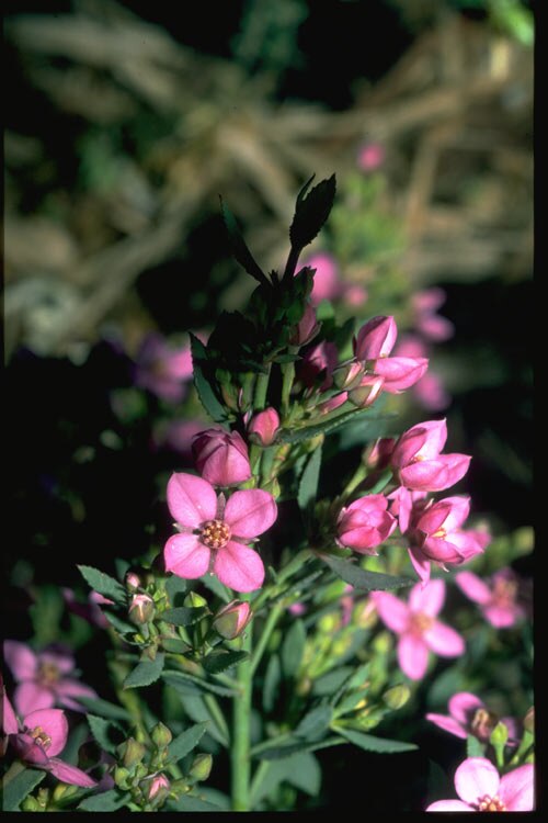Boronia barkeriana: Flowers and foliage of Boronia barkeriana in the Australian National Botanic Gardens