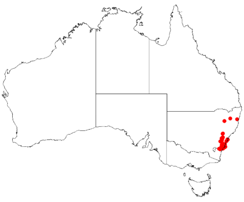 Boronia barkeriana: Boronia barkeriana Occurrence data from Australasian Virtual Herbarium downloaded 8 April 2019 using DOI https://doi.org/10.26197/5caadda633168