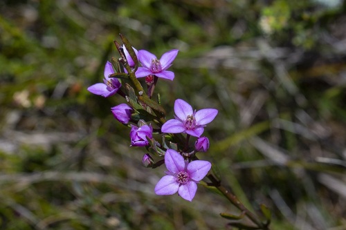 Boronia barkeriana (Boronia barkeriana)